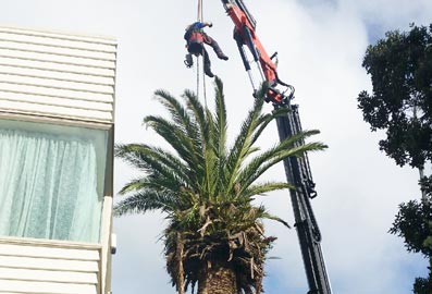 Caring for Your Palm Trees