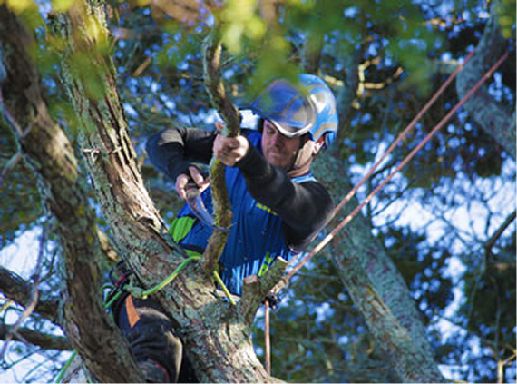 Tree pruning
