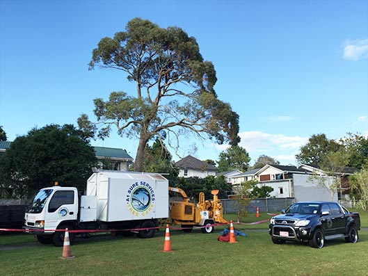 Tree removal