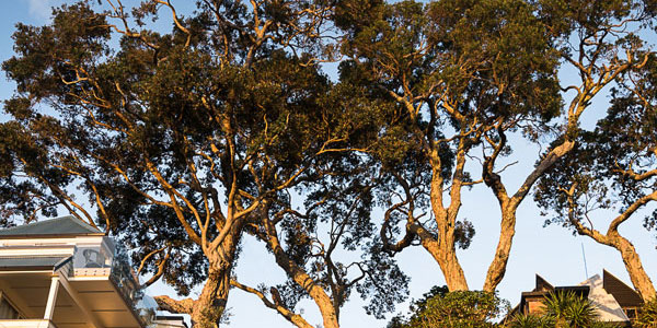 Mature pohutukawa canopy above an Auckland house