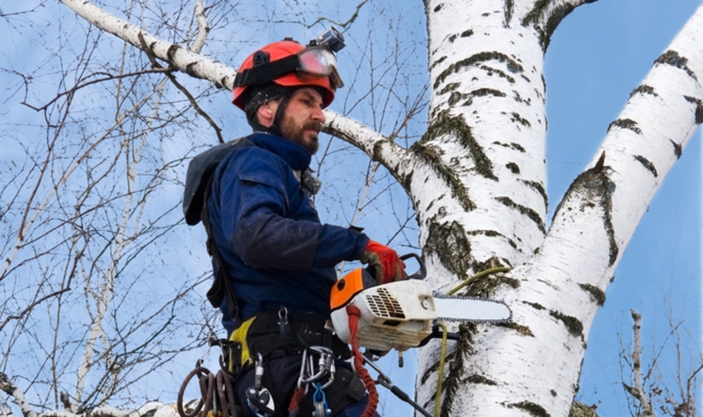 Why Tree Trimming Is Essential